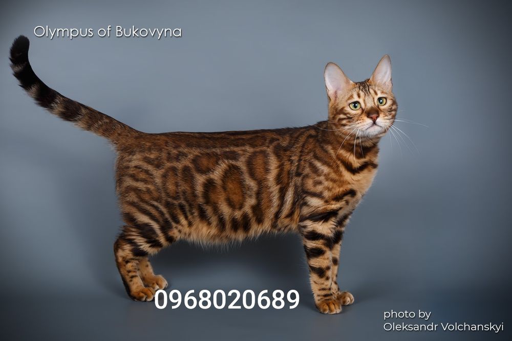 Бенгали втілення дикої грації та елегантності.