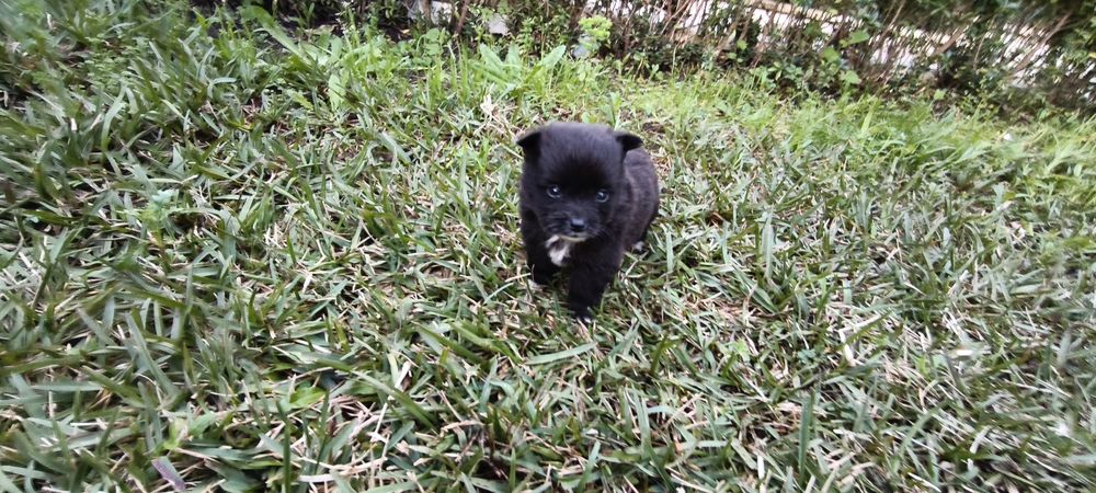 Spitz alemão anão Lulu da Pomerânia hiper miniatura criado em ambiente