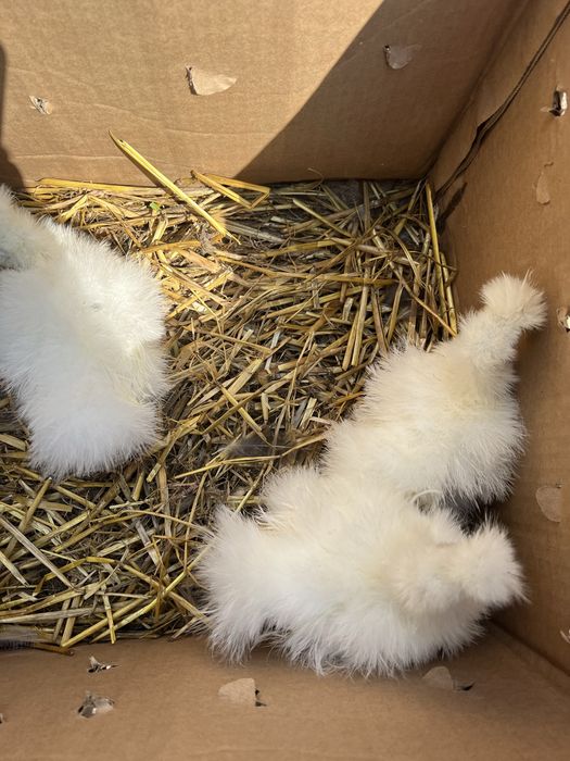 Підрощені курчата китайська шовкова