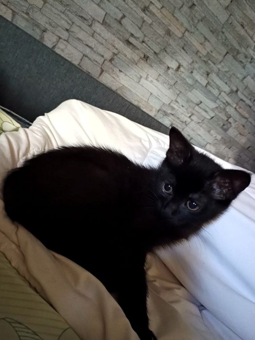 В добрі руки гарну дівчинку