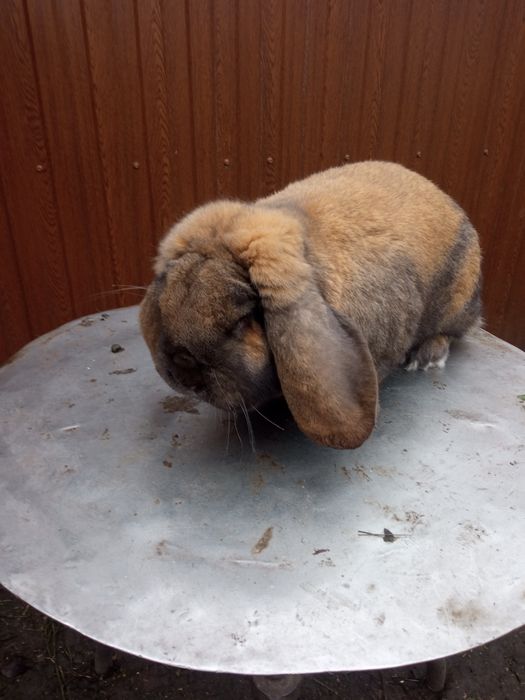 Продам кроликів породи.Каліфлрнія та Французький баран.