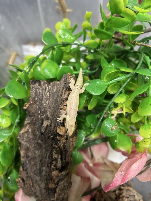 Gekon płaczący Lepidactylus lugubris mlode/srednie/dorosle