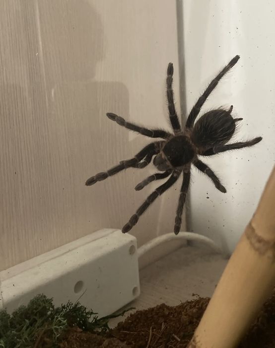 Minecraft Terrarium z pajakiem lasiodora parahybana