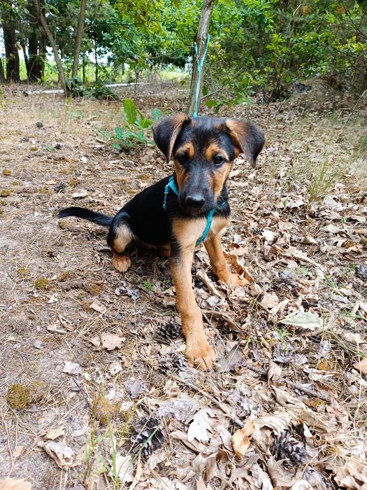 Maluszek do adopcji  mama waży  9 kg