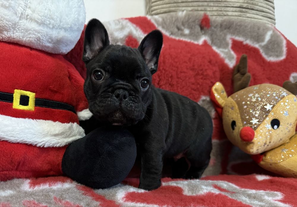 Buldog francuski FCI ZKWP piesek