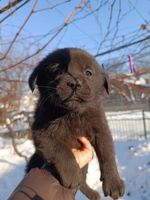 Віддам в хороші руки цуценя метіс лабрадора