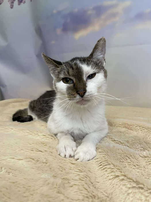 Sucharek-Kotek szuka domu