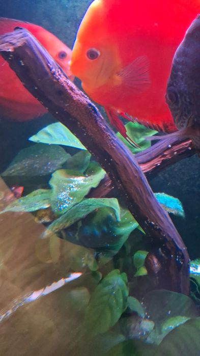 Casal de Discus grandes