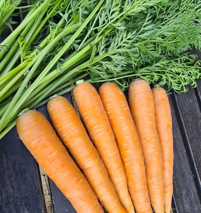 Marchew 10kg świeża bezpośrednio