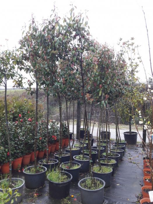 24 photinias de copa