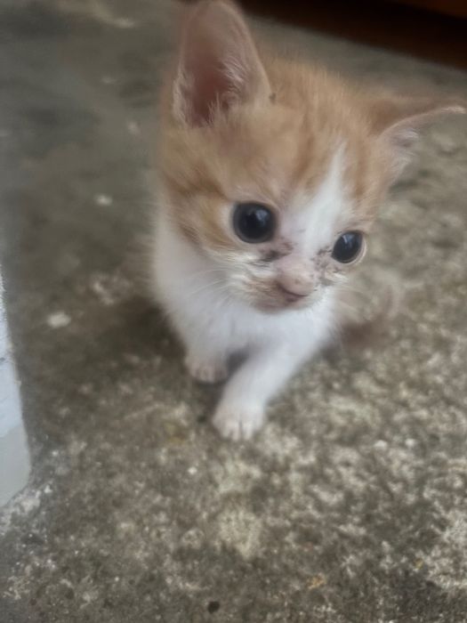 Dou gatos bebés com 2 meses
