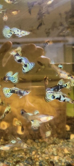 Gupik gupiki Blue Tiger King Cobra