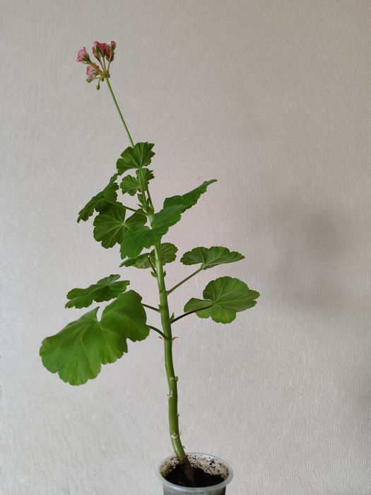 Пеларгонія-Бонсай Рожева Ніжна Сортова Герань