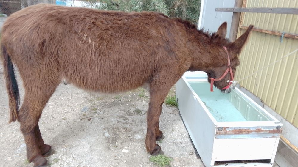 Burro com 5 anos 1,50 m engatado a multado Vendo ou troco para mais formações liga