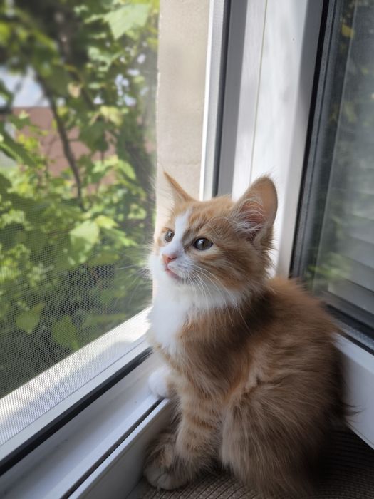 Руда кішечка. Котики. Кошеня. Руде кошеня