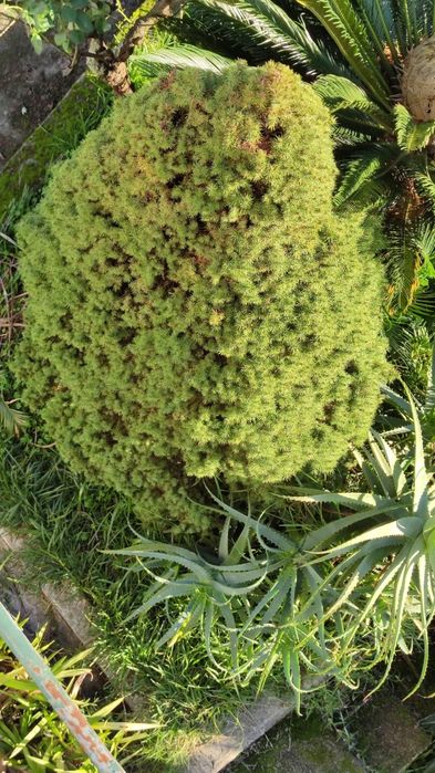 Pinheiro para jardim