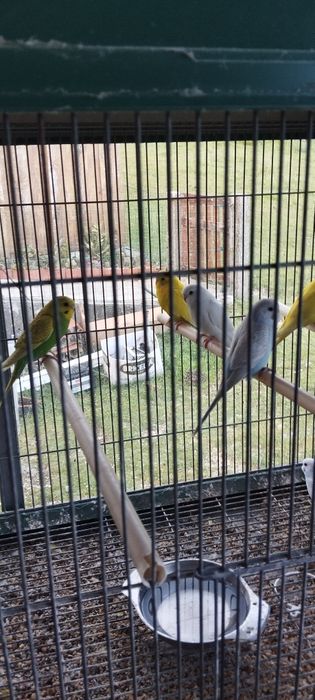 Periquitos várias cores