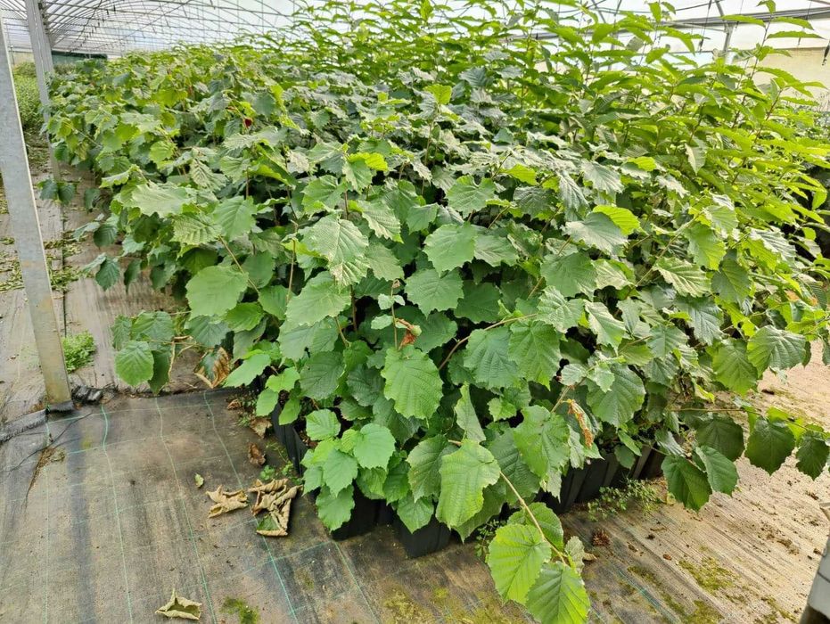 Plantas de Aveleira Micropopagadas