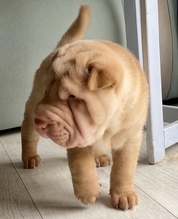 Cachorro Shar Pei
