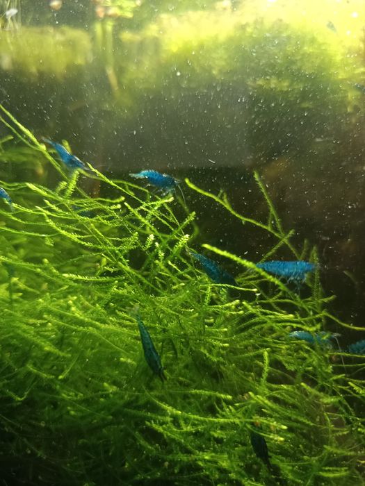 Neocaridina Blue Dream