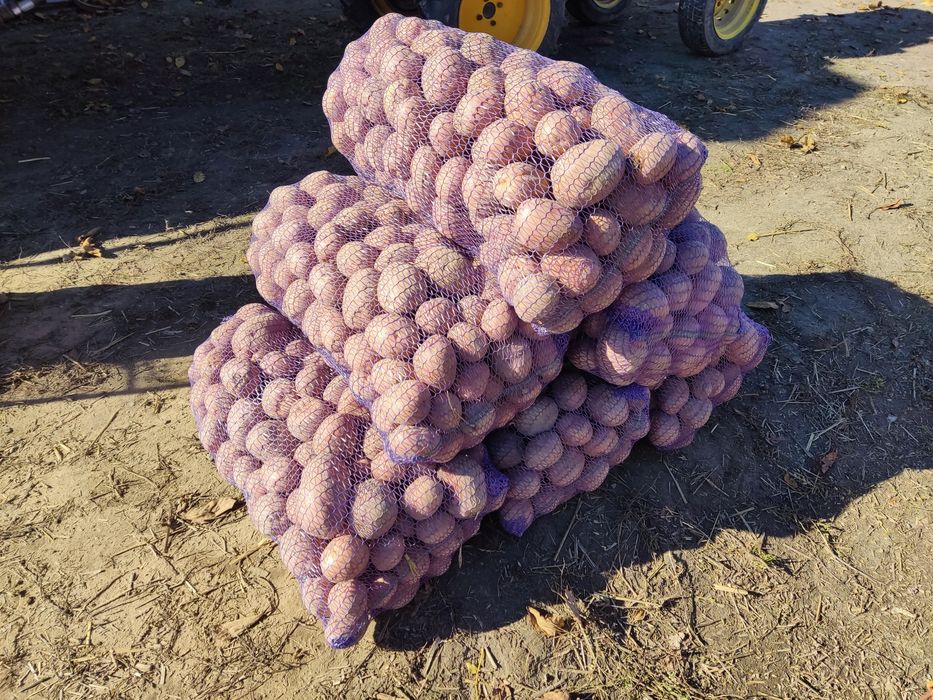 Продам картоплю белароса.6.5