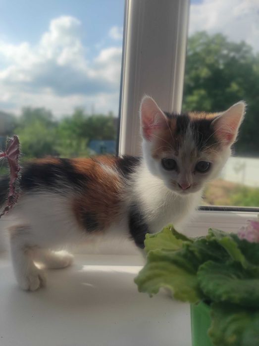 Віддам в хороші руки кошенят!