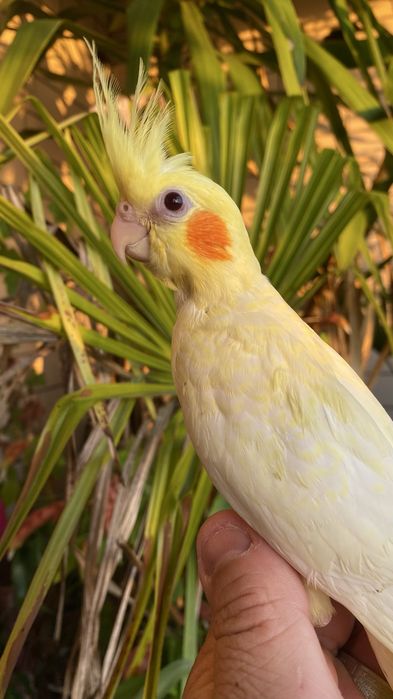Caturra domesticada amarela com face vermelha