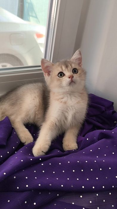 Неймовірно шикарний прямовухий котик шотландська золота шиншила