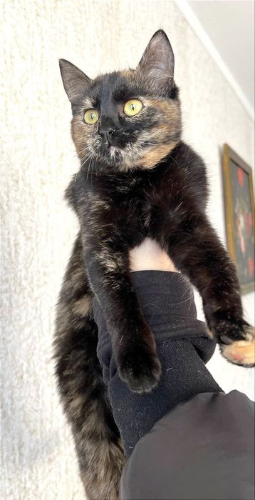 Отдам_ кошки_ котята_ яшма