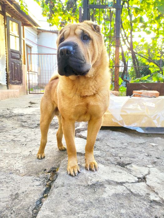 Вязка.  Шарпей-красавчик