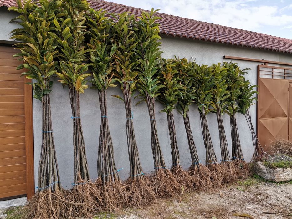 Castanheiros bravos, enxertados e hibridos(preço diferente)