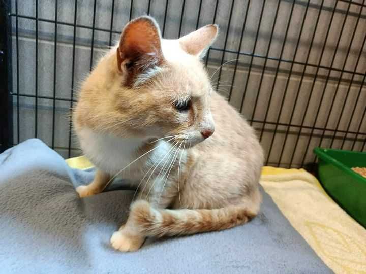 Znaleziono kota - Sopot