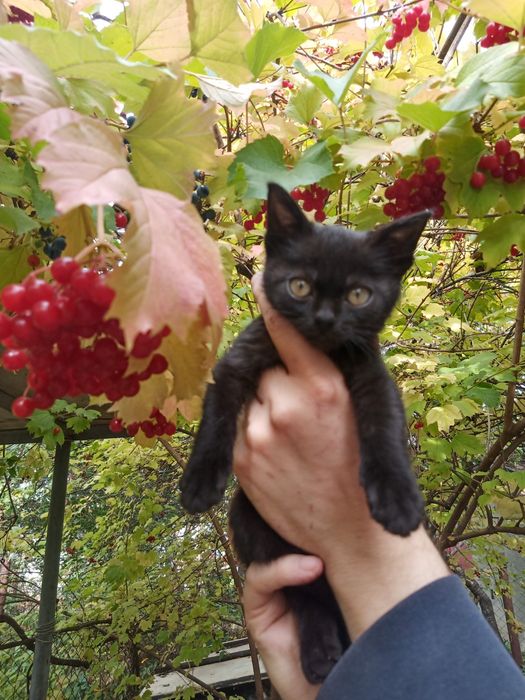 Энергичный мальчик около двух месяцев