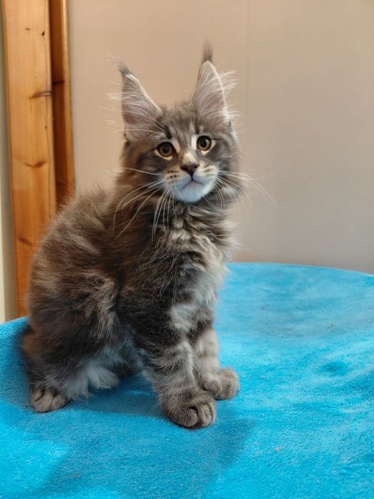 Maine Coon macho