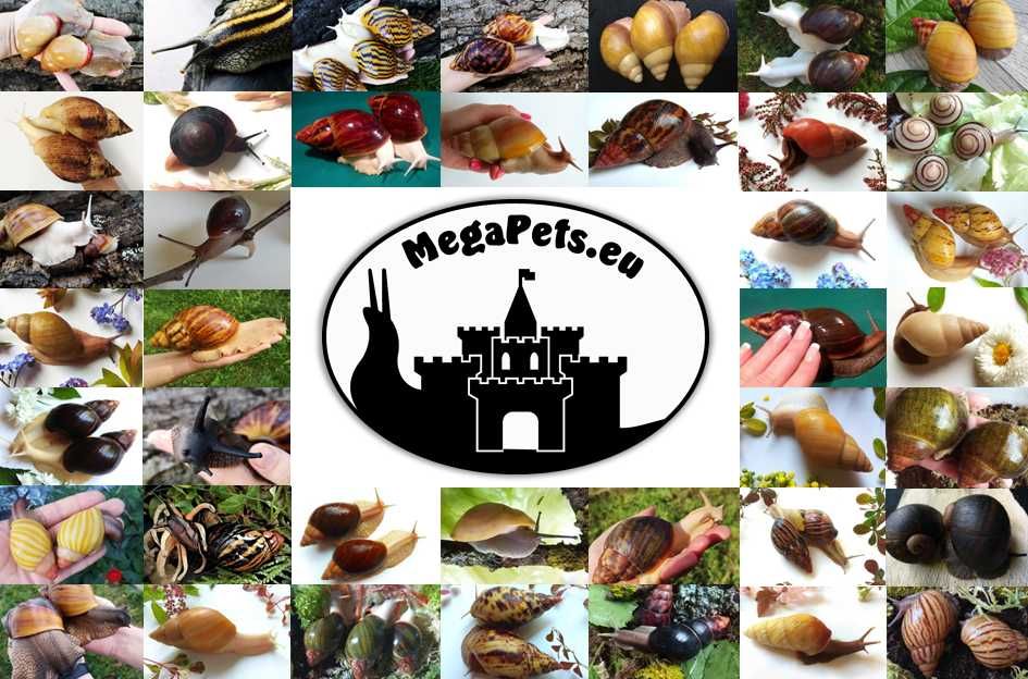 Xenobolus carnifex Krocionóg Stonoga Wije Karaczany Izopody Ślimak