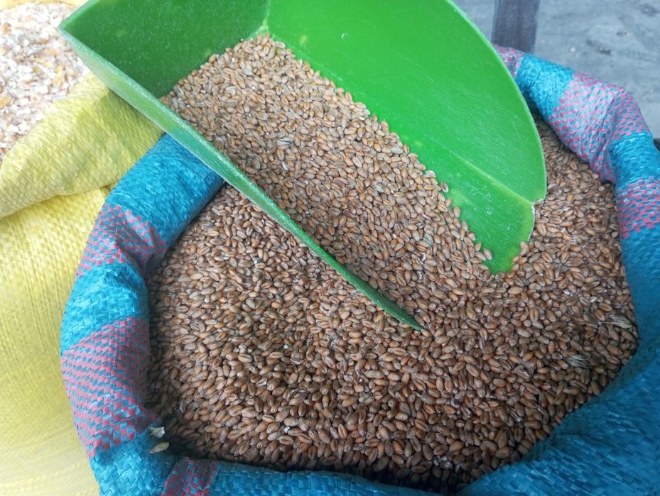 Dla kur pszenica kukurydza