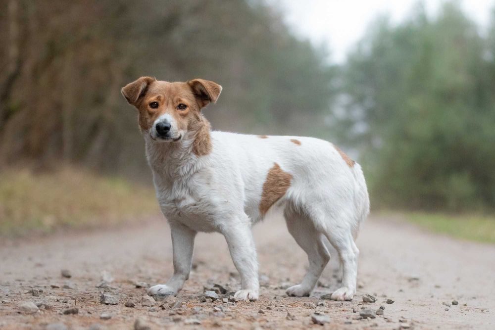Nisska - urocza łaciatka