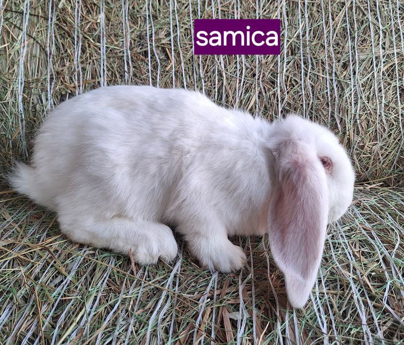 Króliki barany francuskie samce i samiczki