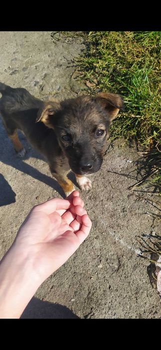 Безкоштовно собачка