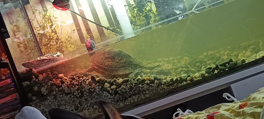 Akwarium o pojemności 200l