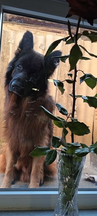 Немецкая овчарка ,кобель