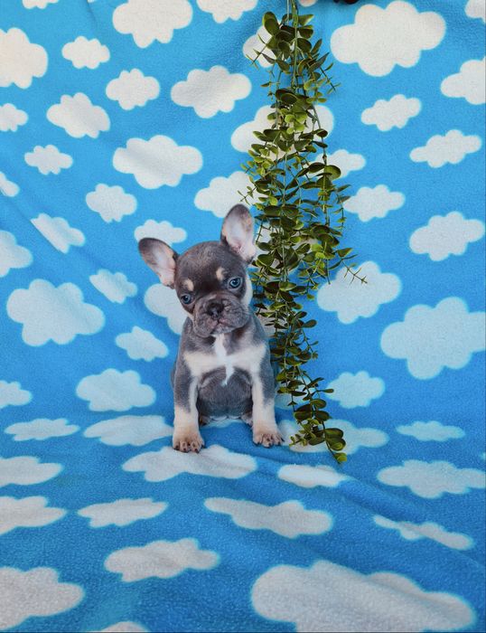 Estupenda menina blue Bulldog/Bouledog/Buldogue Francês de Qualidade