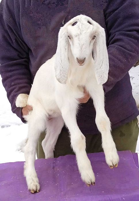 Продається каморі-нубійська козичка.