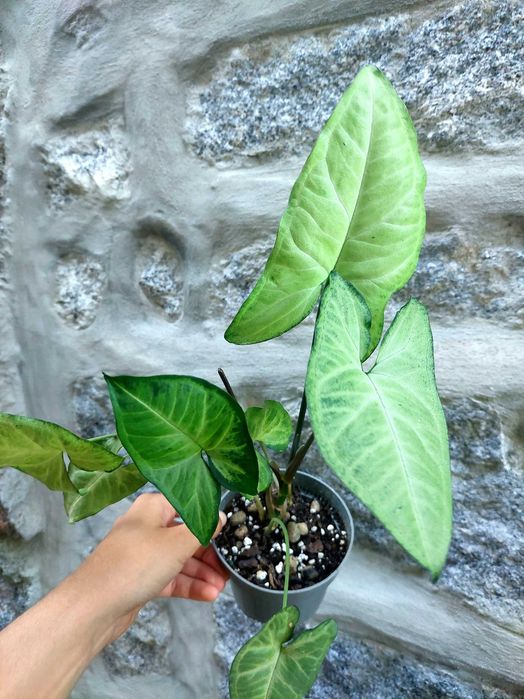 Planta Syngonium Butterfly