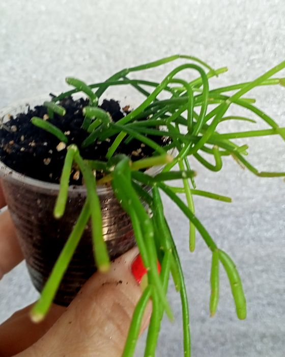 Рипсалис Cassutha .