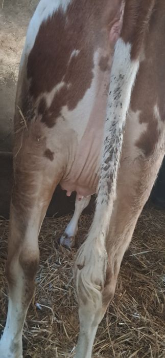 Jałówki cielne hf i rw