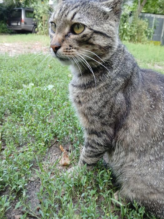 do adopcji Sebuś - około 1,5 roczny miziak