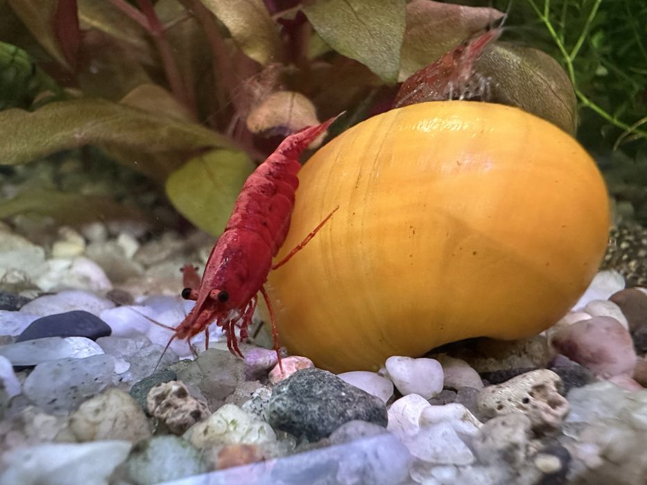 Krewetki red scherry.