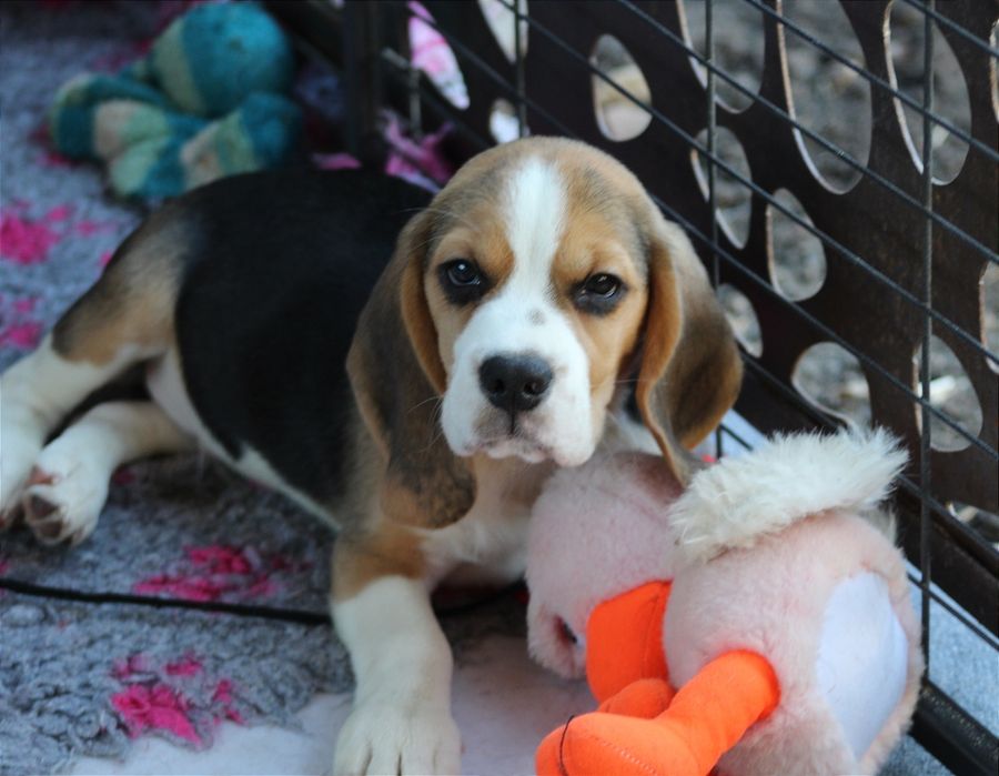 Лучшие мальчики бигля окраса триколор