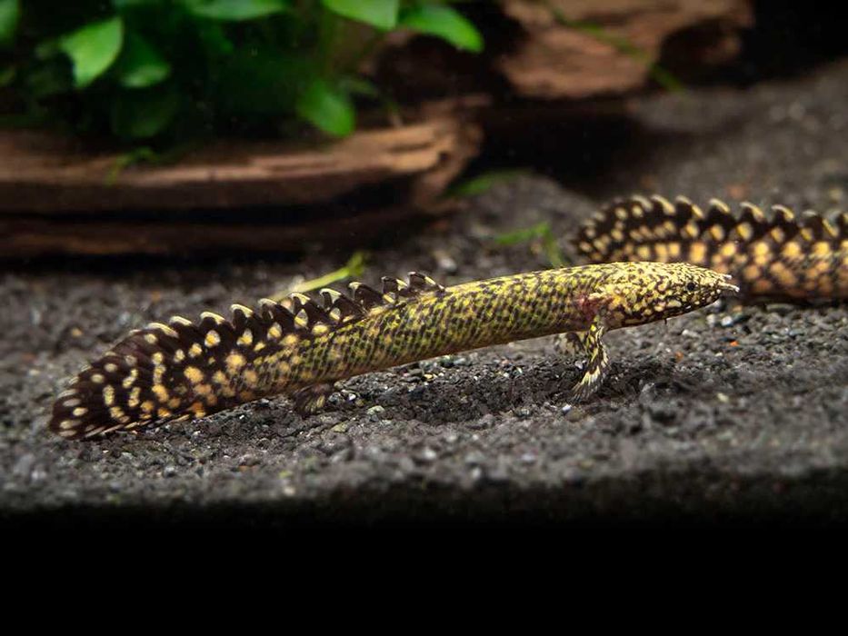 Wielopłetwiec ozdobny - Polypterus ornatipinnis